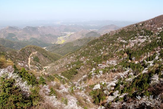 山上櫻花，山下油菜.jpg