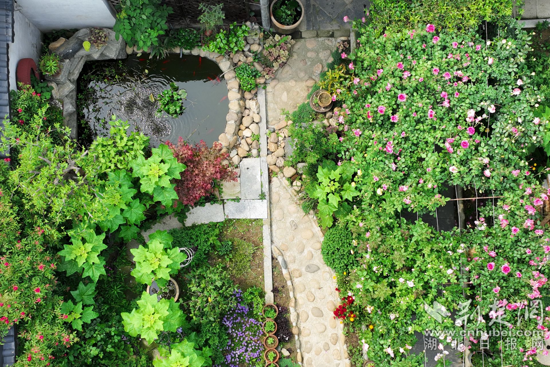 張琴將自家的庭院裝點的郁郁蔥蔥，繁花似錦，可謂一步一景。.jpg.jpg