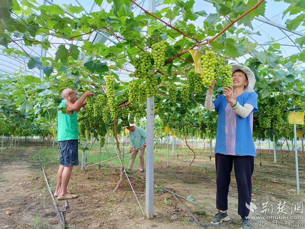 西王村陽(yáng)光玫瑰葡萄園。通訊員 程愛華 攝.jpg.jpg