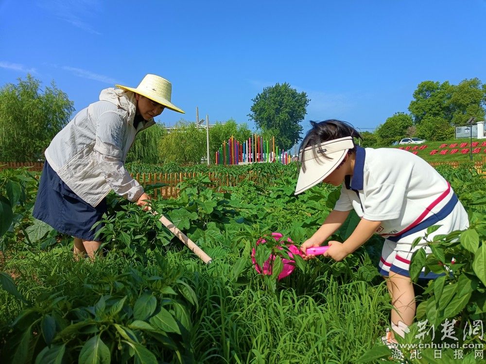 市民帶孩子在共享菜園里鋤草、澆水。通訊員 程愛華 攝.jpg.jpg